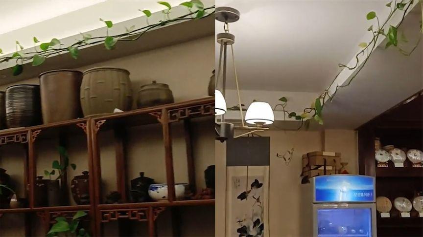 养了一年的绿萝长得很旺怎么弄,绿萝放什么才会长得茂盛