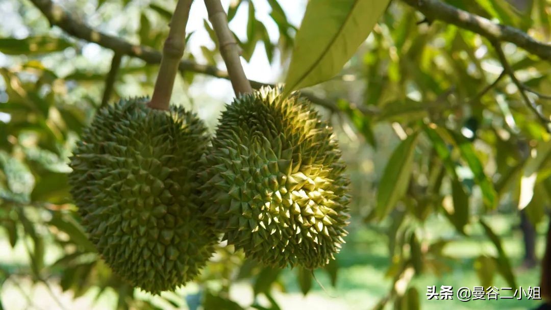 榴莲园带你看越南最美的榴莲,去泰国榴莲园里摘榴莲