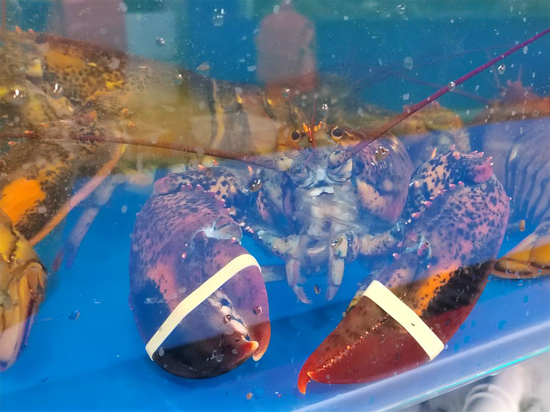 记者实地探访京深海鲜市场,昌平北七家海鲜批发市场