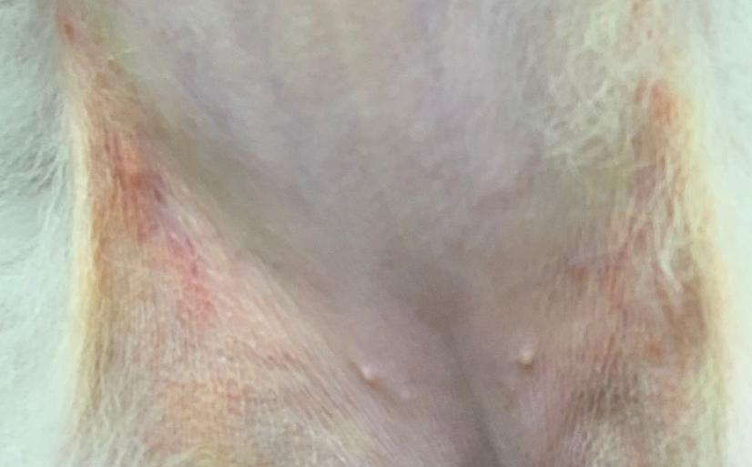 狗狗全身发红脱毛有疙瘩怎么治,狗狗背痒长红点还掉毛是什么原因