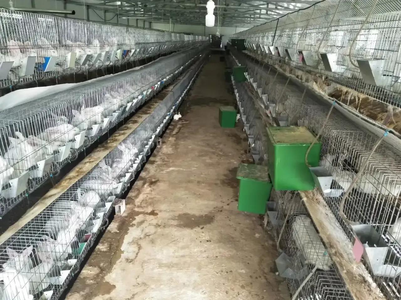 兔子养殖技术用什么方法最好,小白兔养殖创业项目