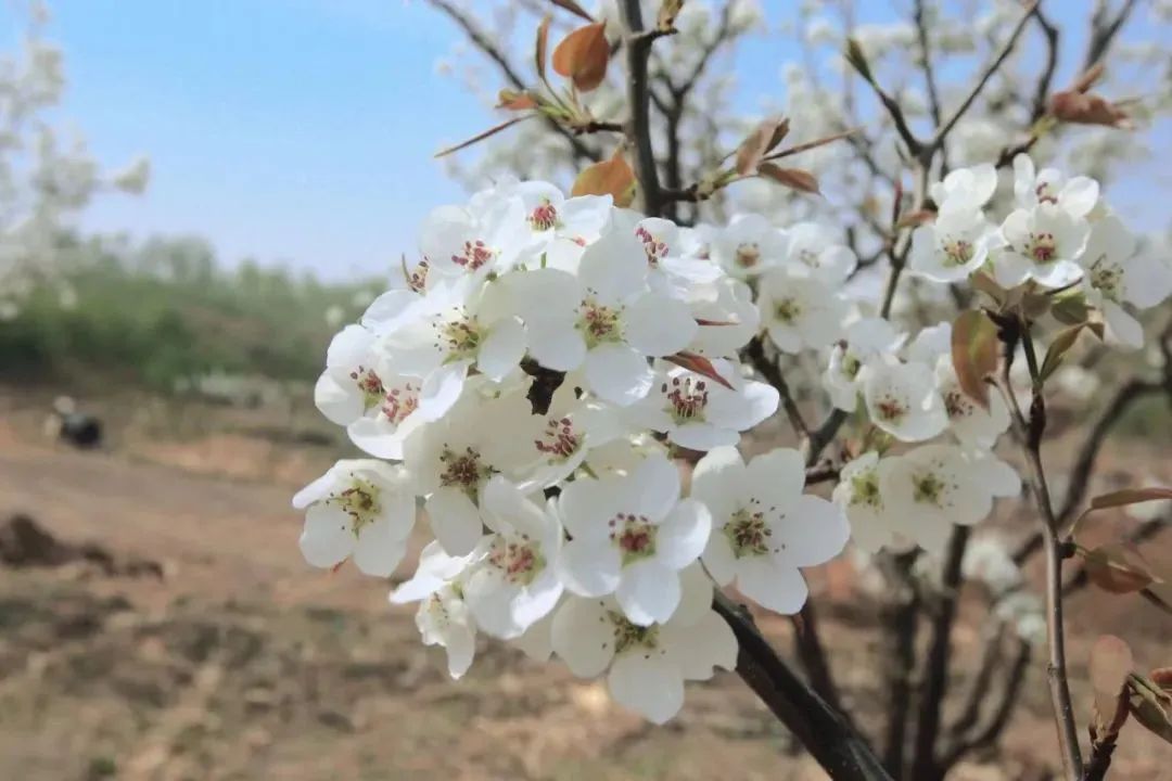 五一松原一日游,五一松原出发2-3天短途旅游
