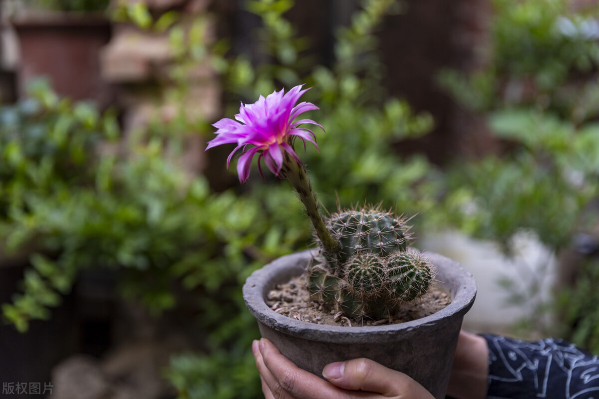 家里有什么花不能扔,家里最忌讳哪些花