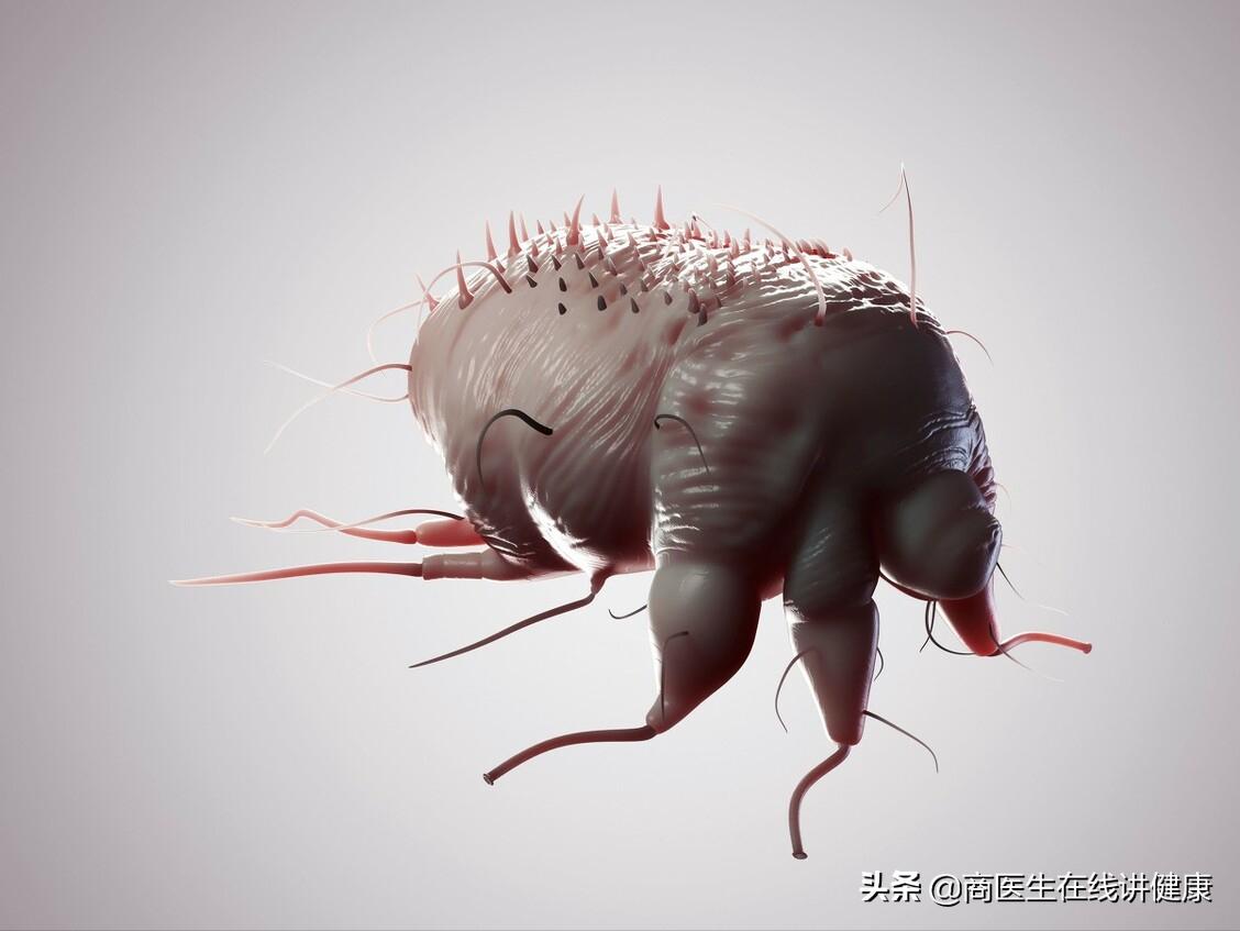 疥螨虫病怎么引起的,疥螨感染是什么意思