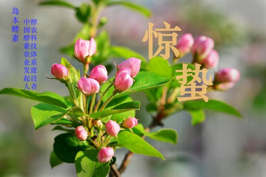 水稻育秧机械化节本增效助春耕,岛本酵素生物菌肥