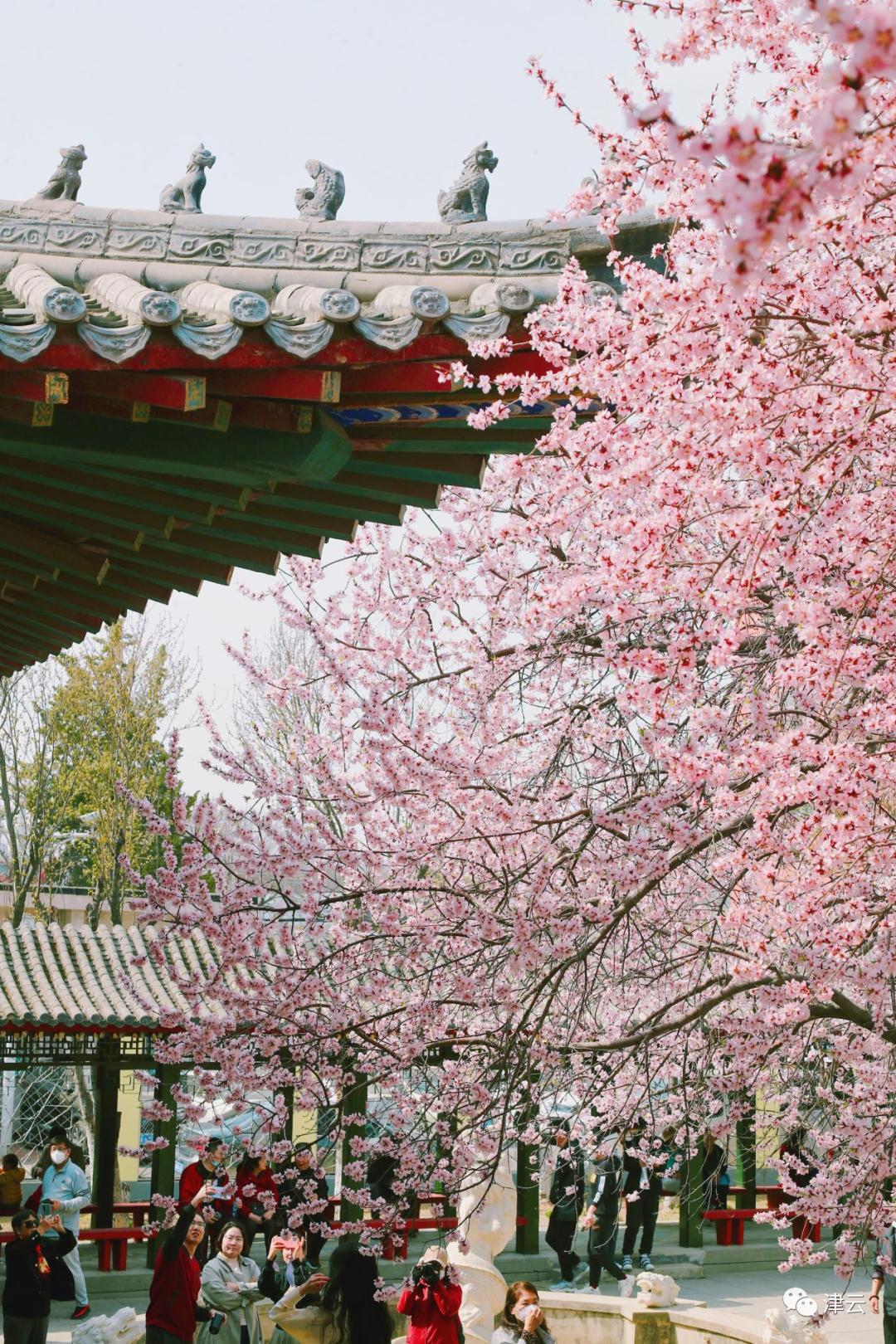 津城春暖花开时,观察春天的景象