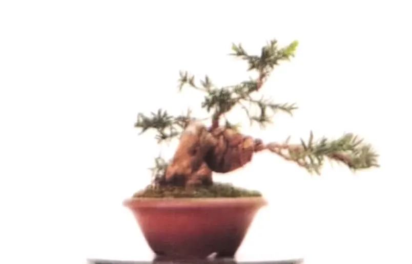 舍利红豆杉盆景,红豆杉老桩盆景怎么修剪