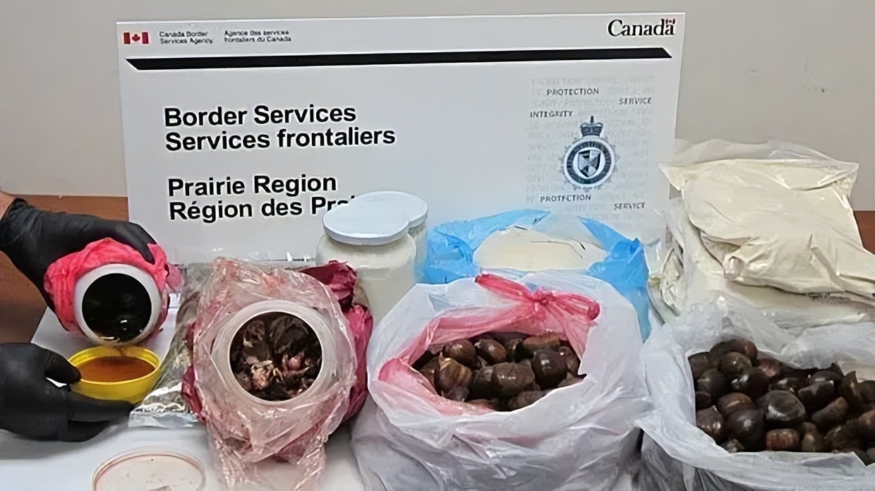 加拿大入境海关问题汇总,加拿大海关对入关携带食品的规定