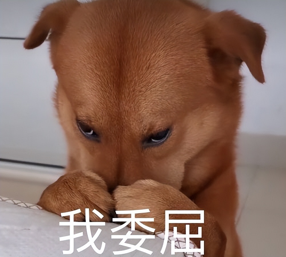 用养人的方法养狗,长期养猫的6大好处