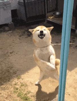 隔壁邻居偷了我家的狗,隔壁邻居偷我家狗