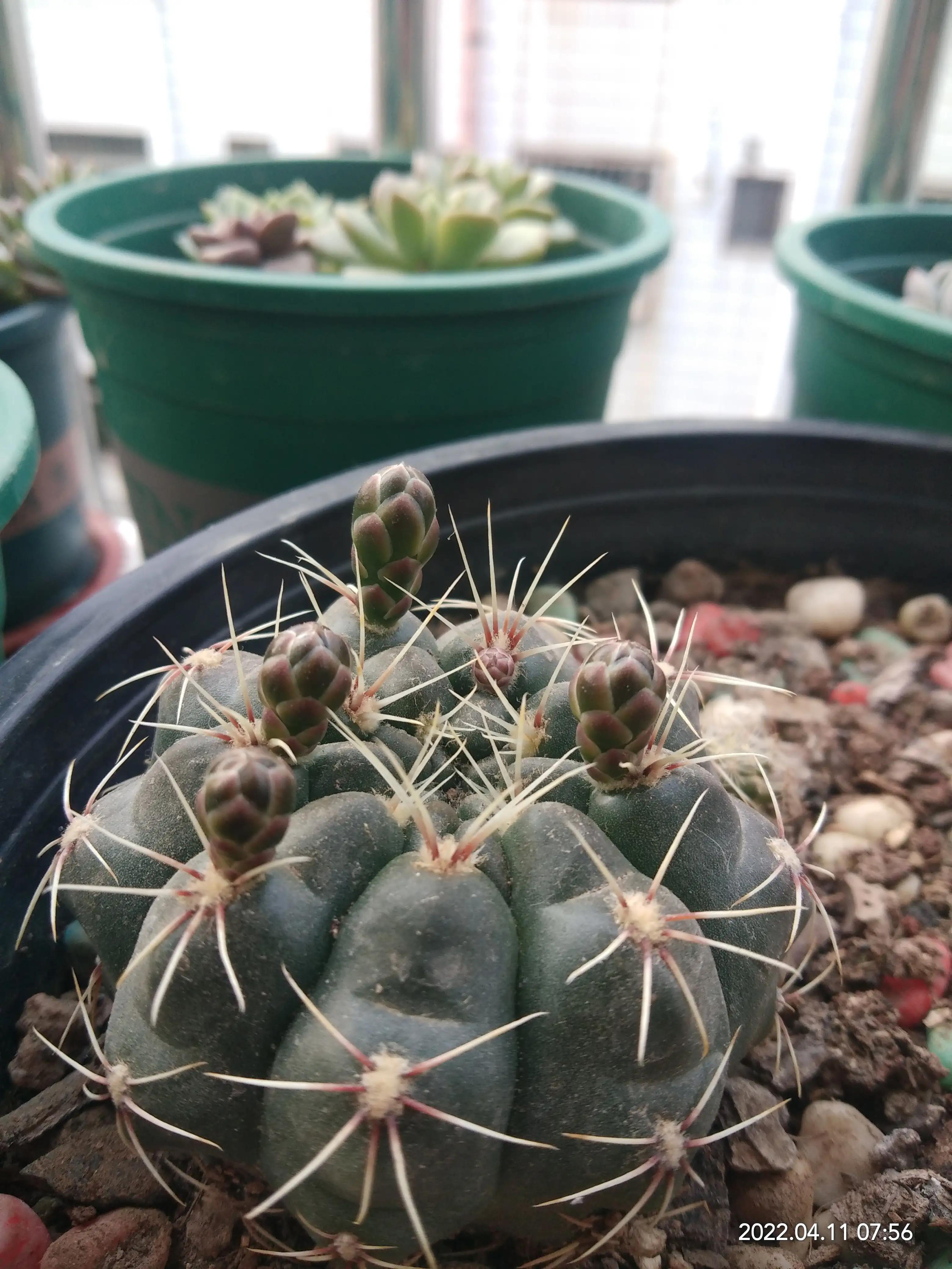 最好养的10种花排行第一名竟然是,好看又皮实勤花的花