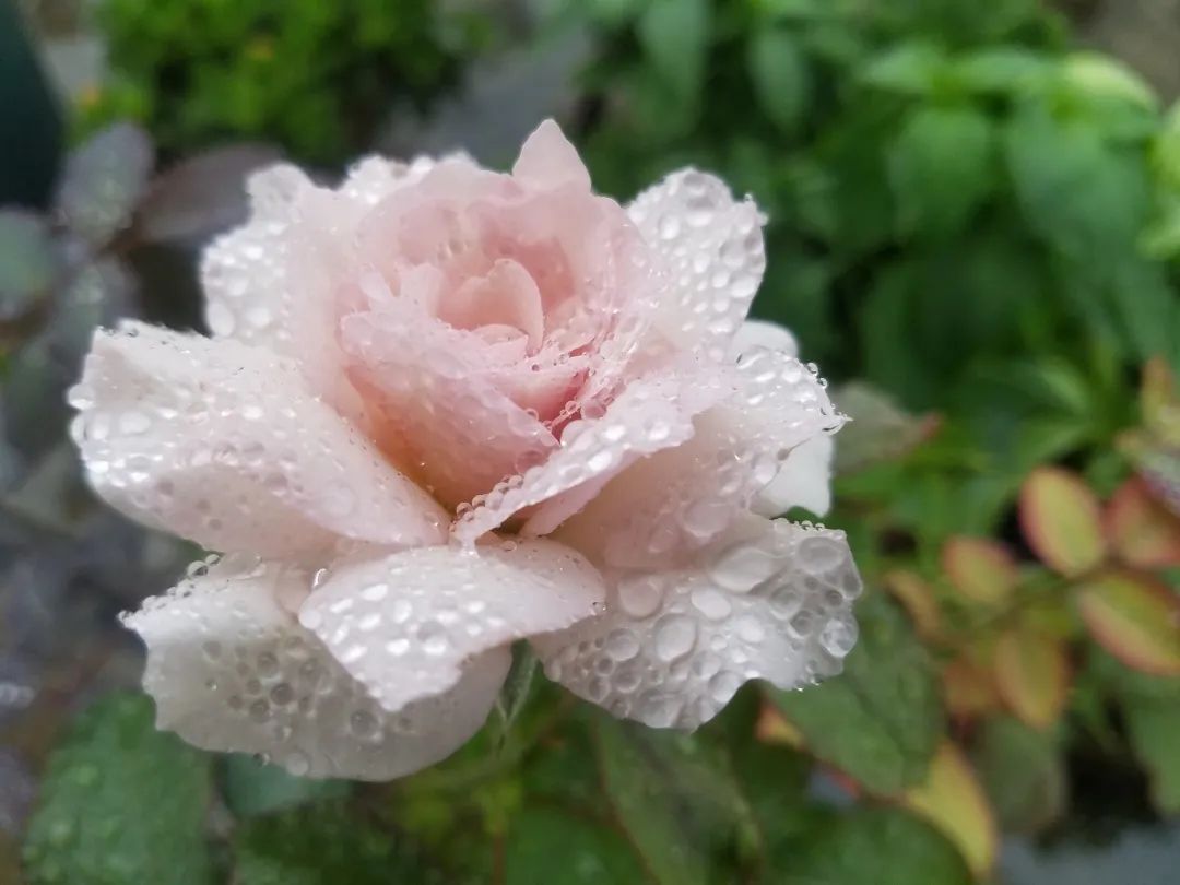 iga肾病四级能治愈几率有多大,iga肾病4级可以保持一辈子吗