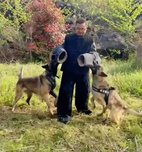 警犬巴顿有多凶猛,帅网红警犬巴顿训练视频