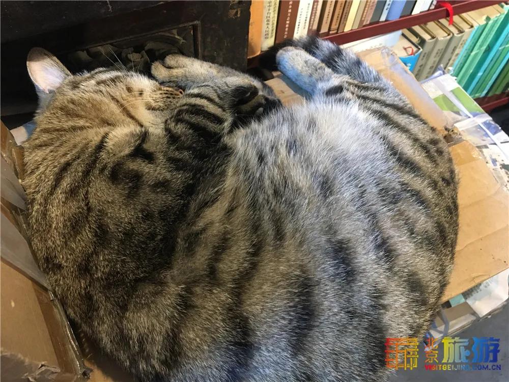 北京故宫的猫为什么叫御猫,故宫最萌的猫是什么猫
