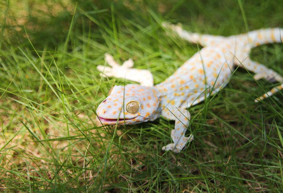 奇特的动物壁虎,壁虎奇妙的本领