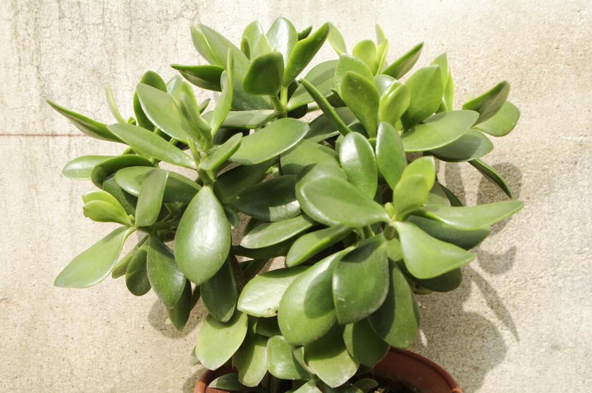 燕子掌怎么养长得最快,燕子掌怎么养粗壮又好看