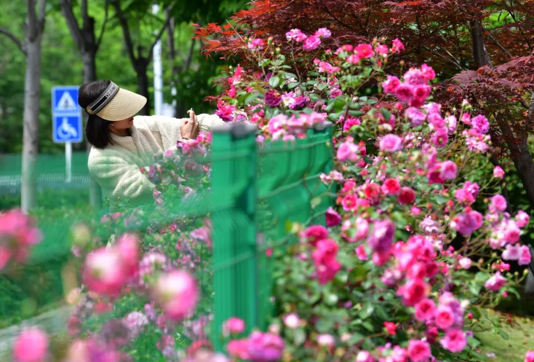 最好看的月季花海,百万株月季怒放惊艳五月初夏