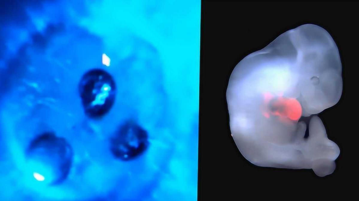 人类真的能杂交吗,人类动物能混血吗