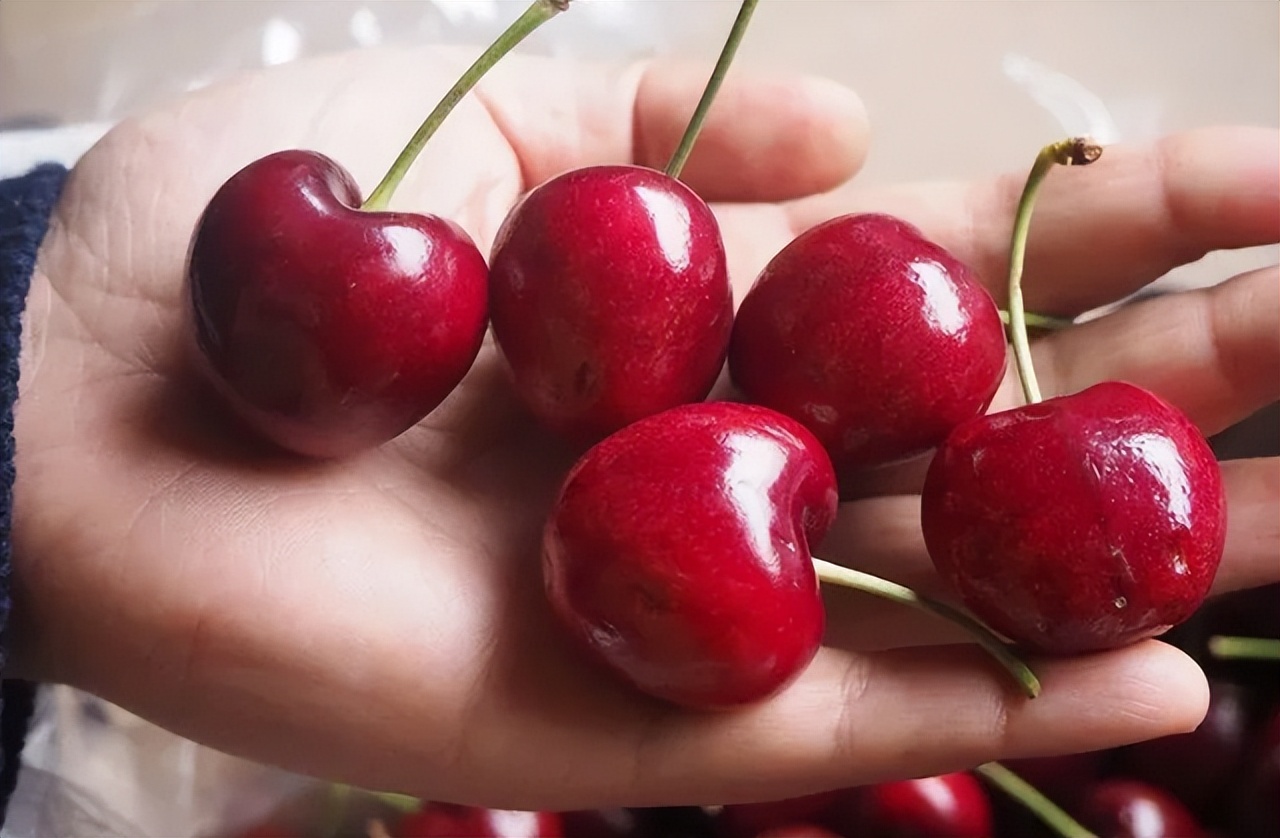 盆栽樱桃需要注意什么,盆栽樱桃的管理方法