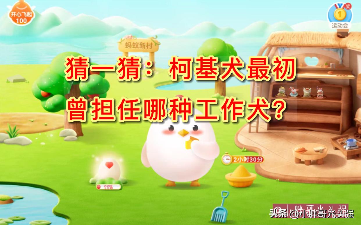 猜一猜：柯基犬最初曾担任哪种工作犬？蚂蚁庄园小知识