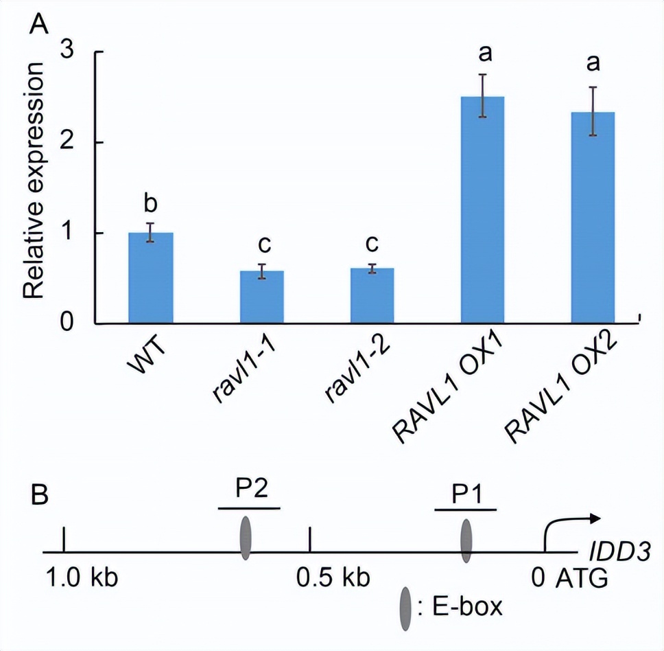 农业技术的研究：RAVL1激活IDD3负向调控水稻对白叶枯病的抗性