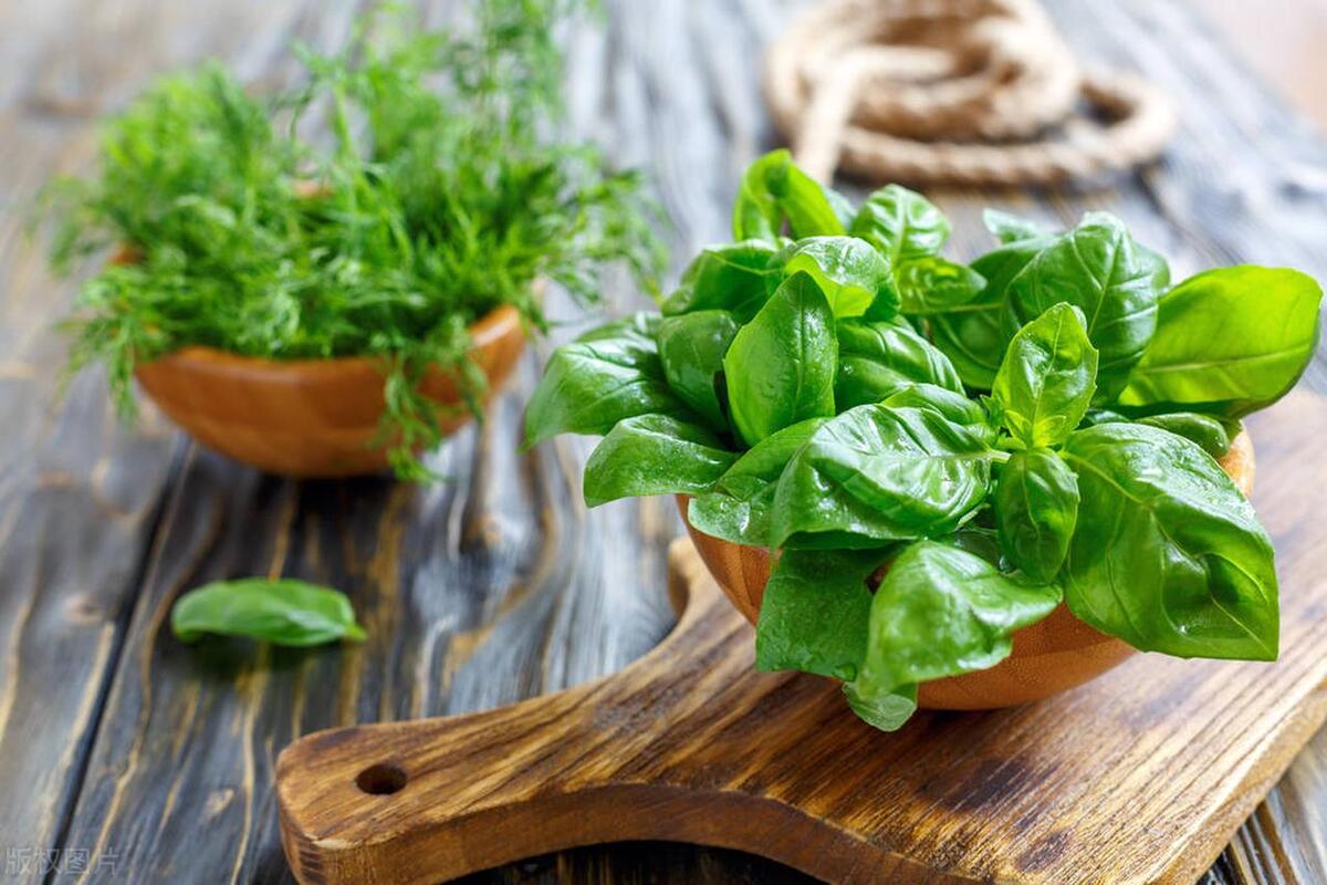 适合厨房养的绿植有哪些,厨房灶台放什么绿植