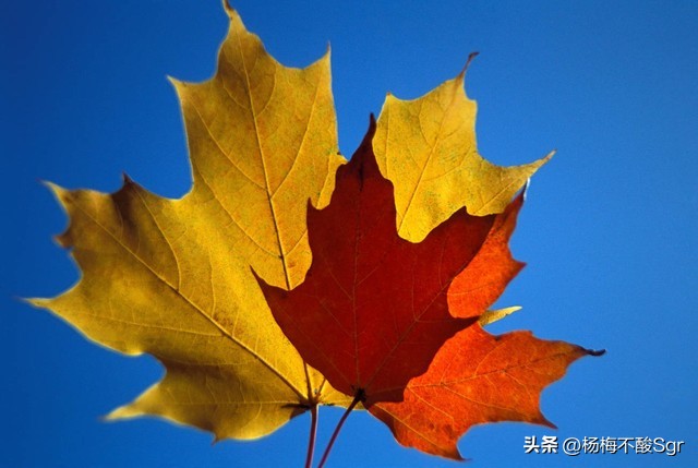 如何发文章才能让收益翻倍,写文章赚钱怎么算收益高