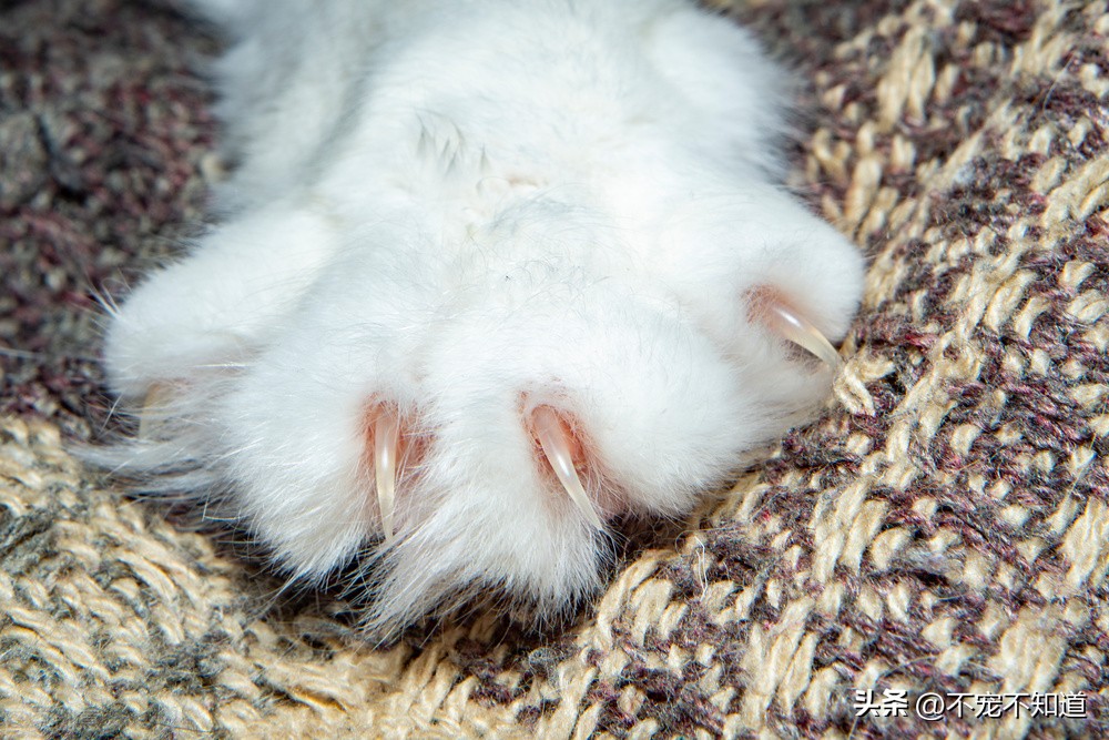 猫咪抓人咬人要打预防针吗,猫咪咬人抓人非常严重如何纠正