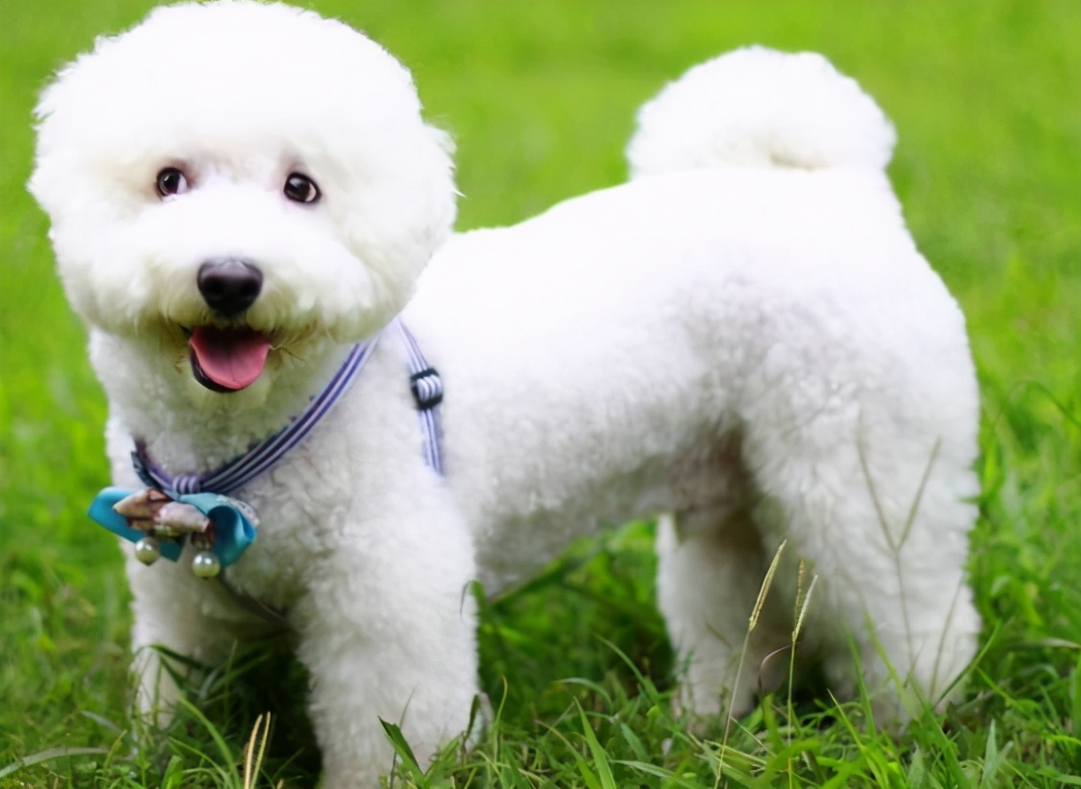 哪种宠物狗长寿又好养,盘点6种长寿狗不妨入手养一只吧