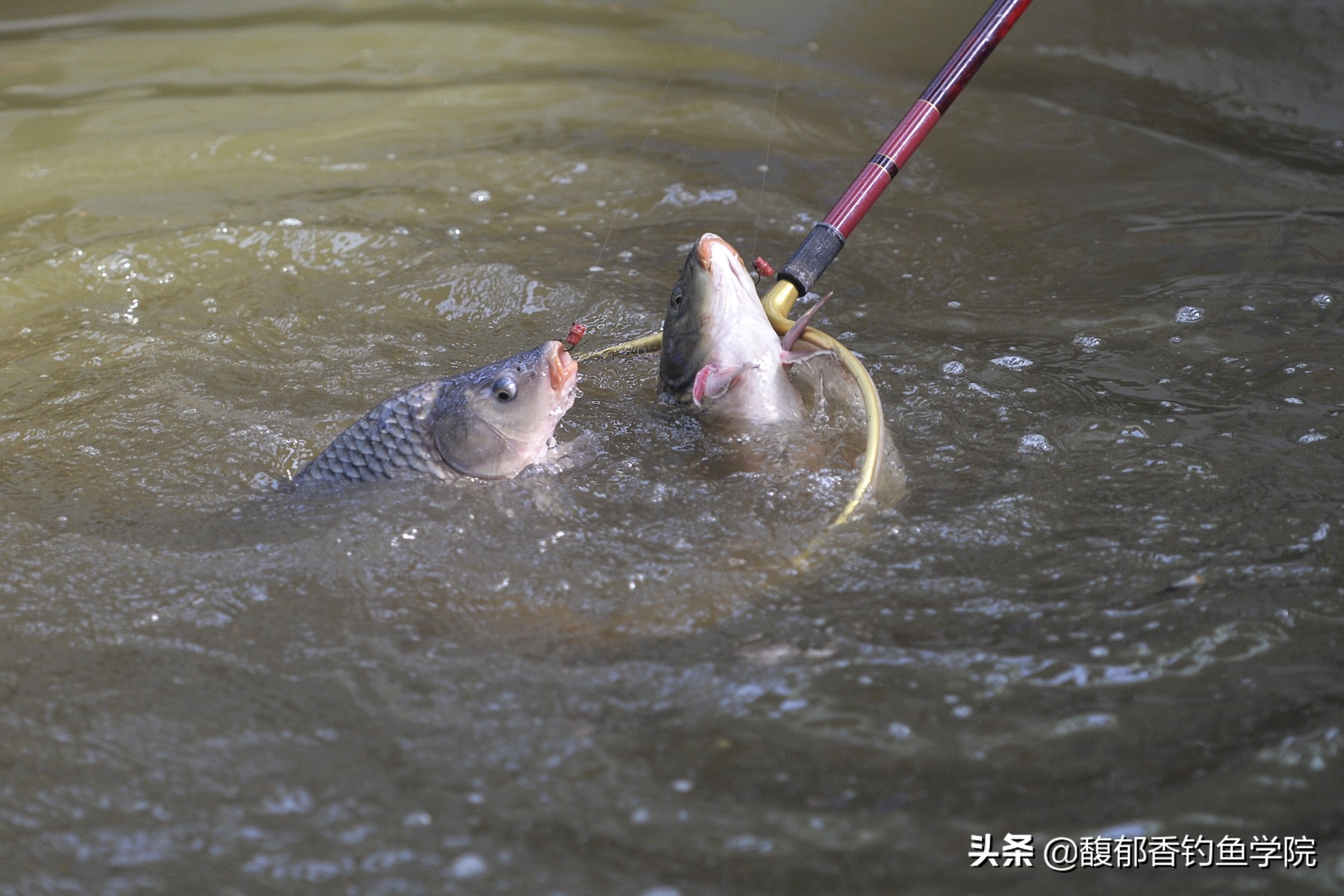 钓鱼缺氧没口怎么办,水体缺氧如何快速解决