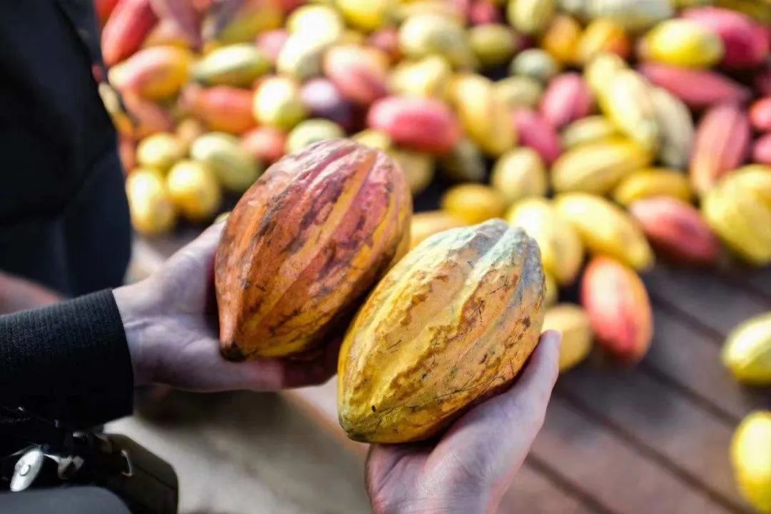 上海巧克力店,开巧克力店一年能赚多少钱