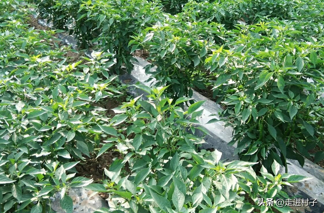 辣椒开花施什么肥教程,辣椒花只开花不结辣椒