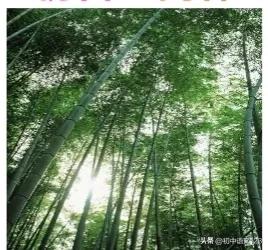 “三步走”法，赏析诗歌中的“以动写静（动静结合、以动衬静）”