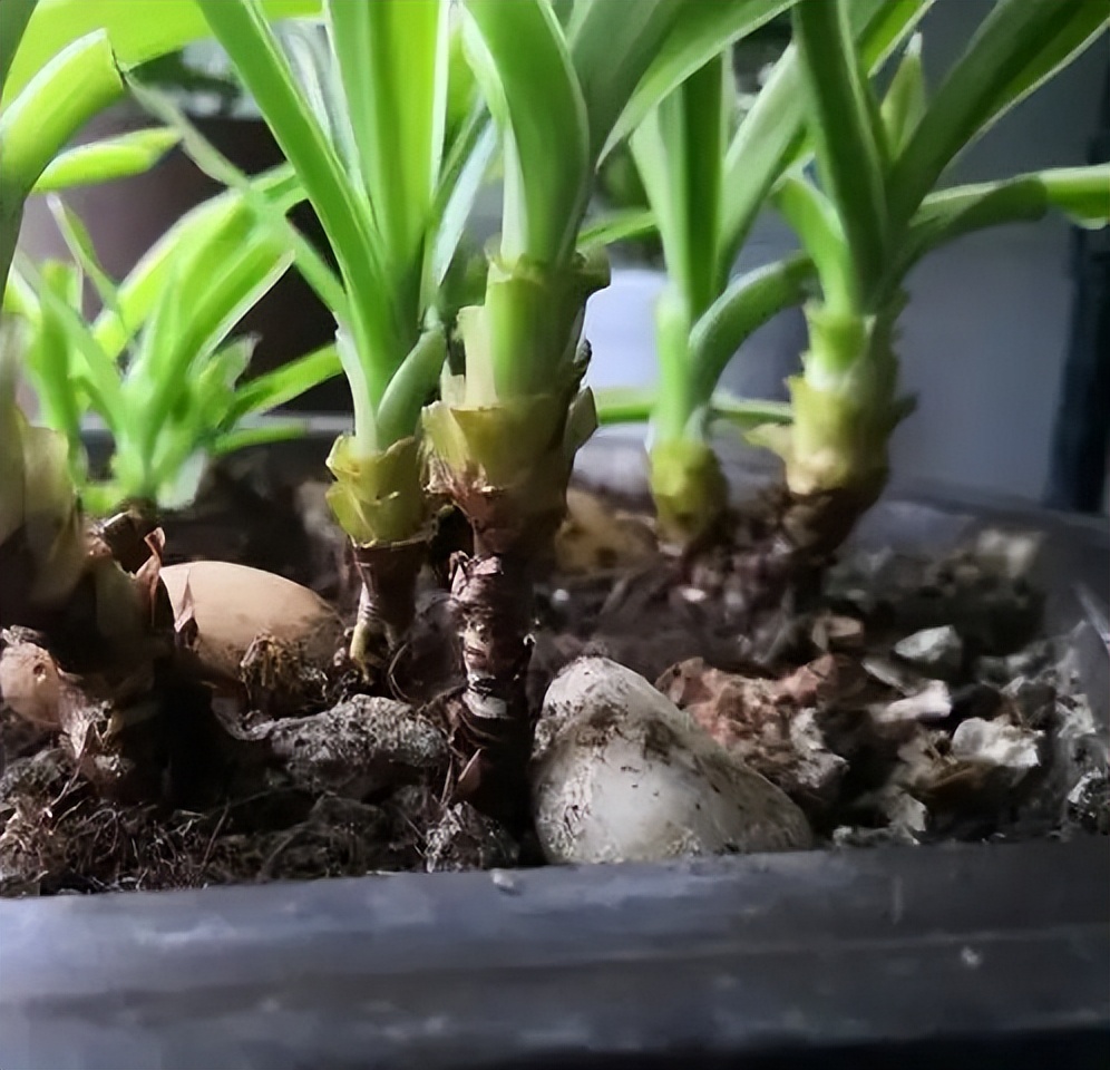 吊兰养活,普通吊兰怎么养才能更旺盛