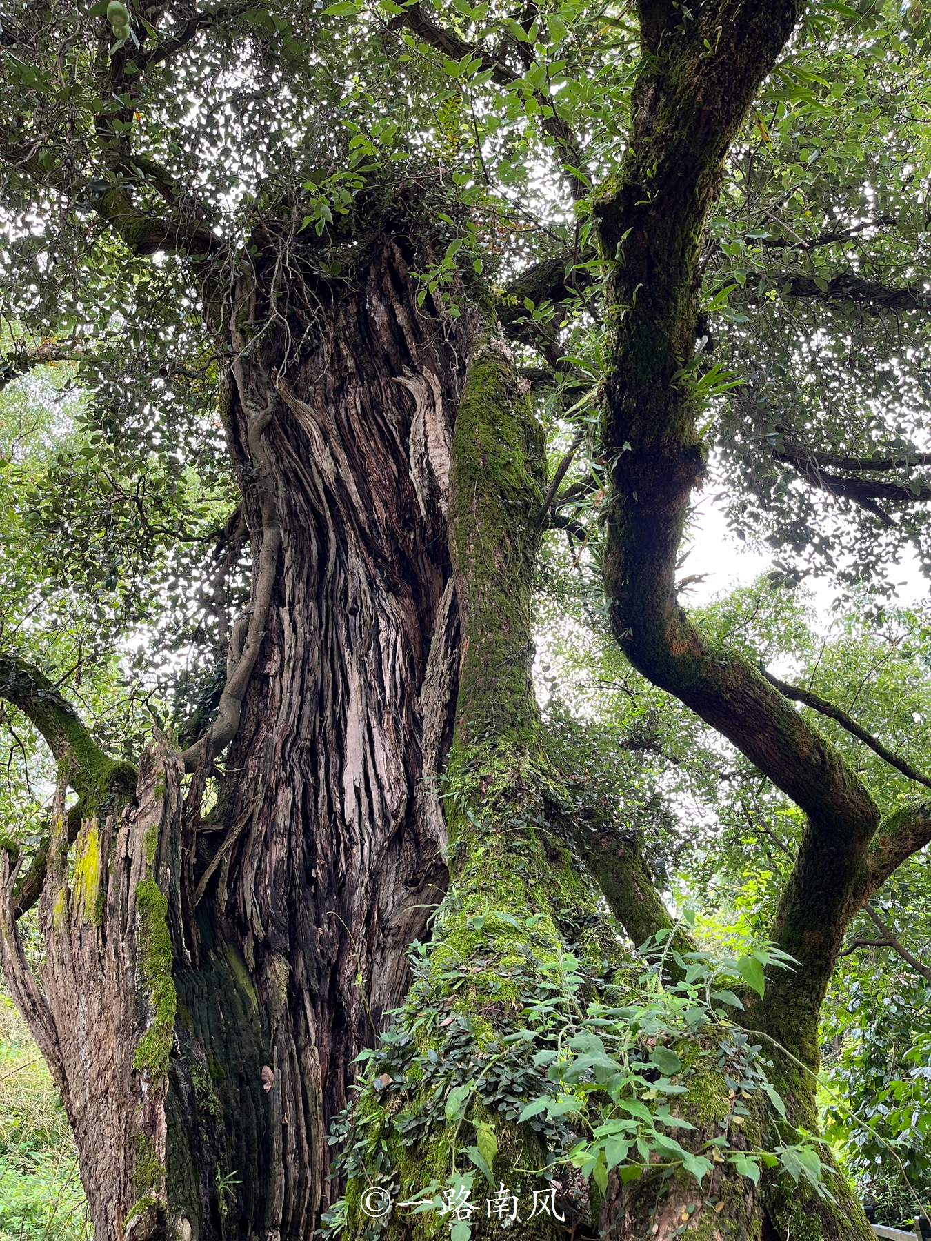 浙江丽水古堰画乡瓯江美景,丽水雨中的古堰画乡太美了