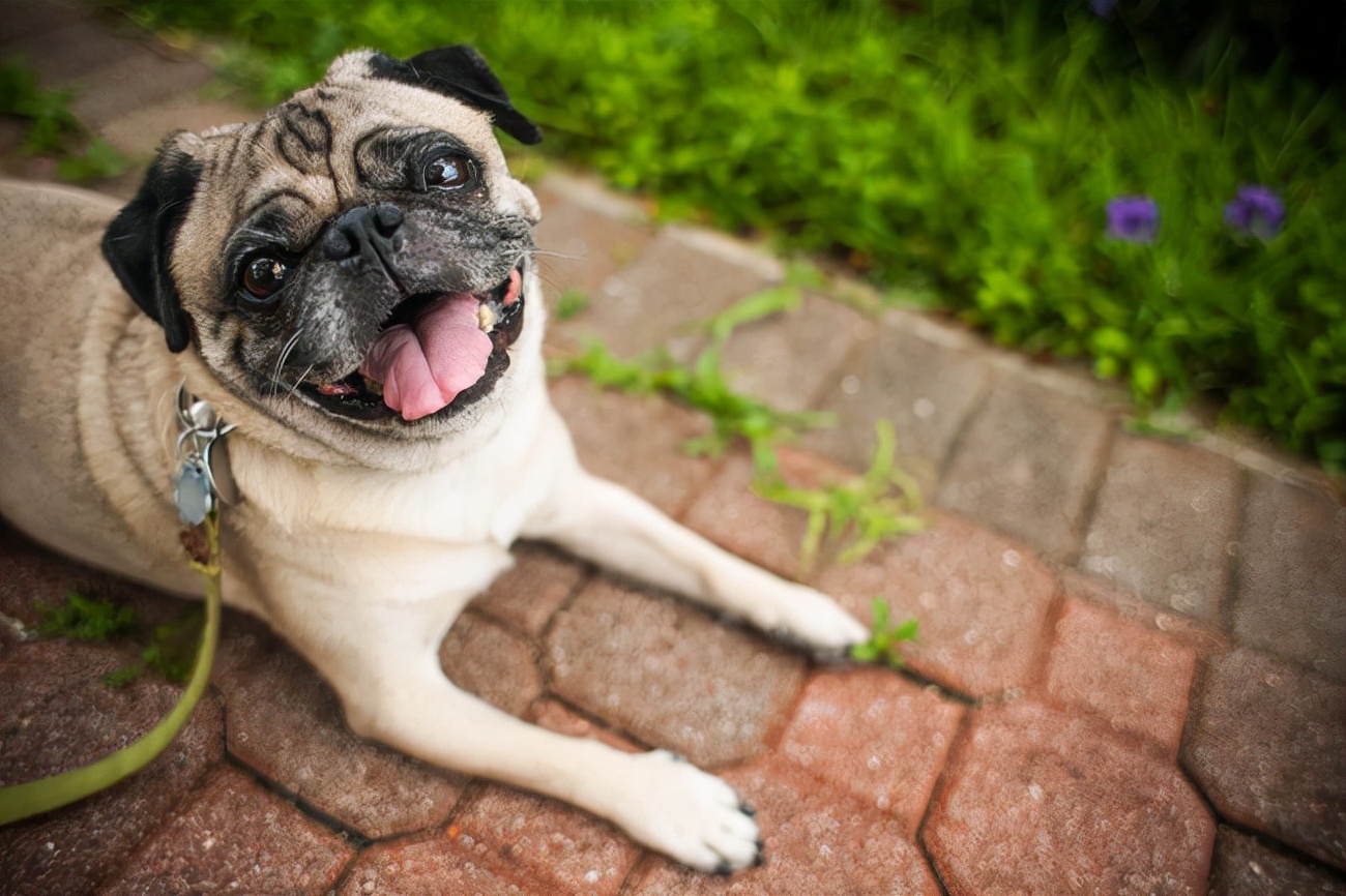 巴哥犬怕不怕冷,巴哥犬冬天会怕冷吗