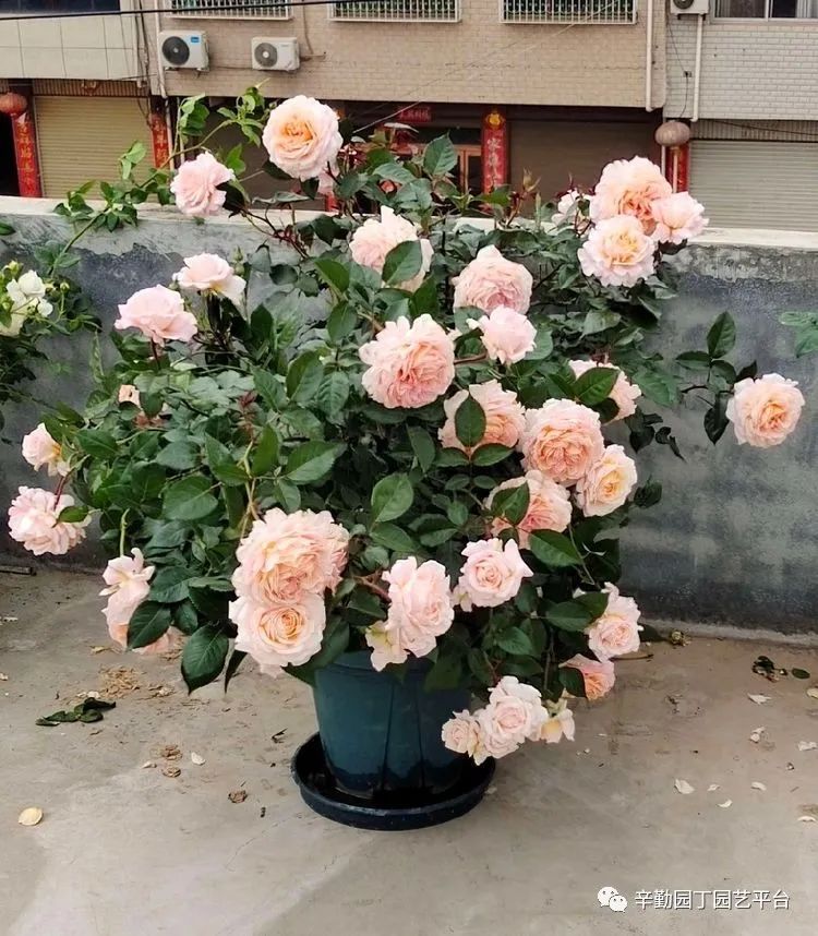 第八届园丁奖露台组《030号》洛基花园