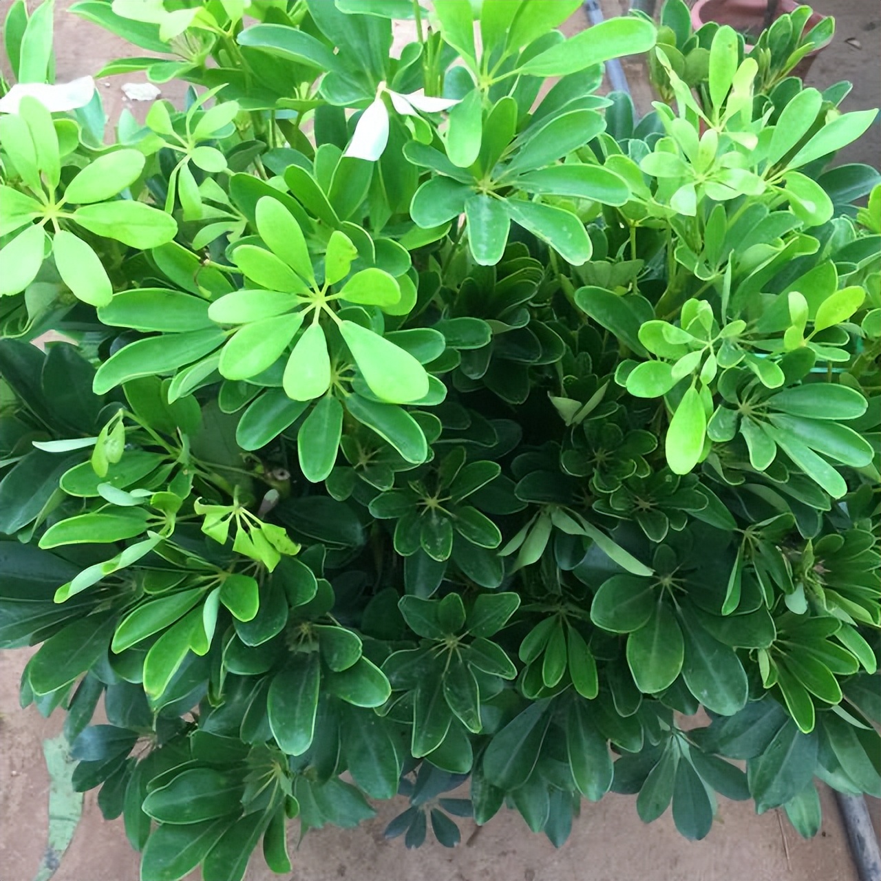 怀孕后卧室里不可以养绿植,哪些花草孕妇不能养在家里面