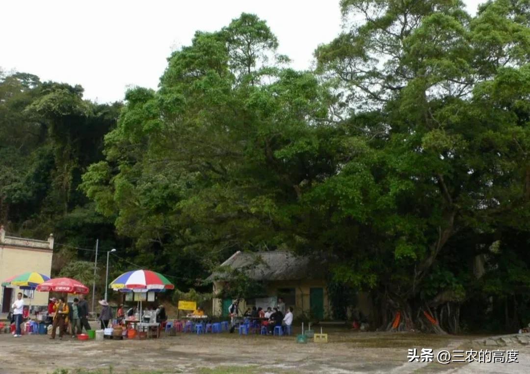 植物辨别方位还有其他方法吗,大自然怎么靠植物辨别方向