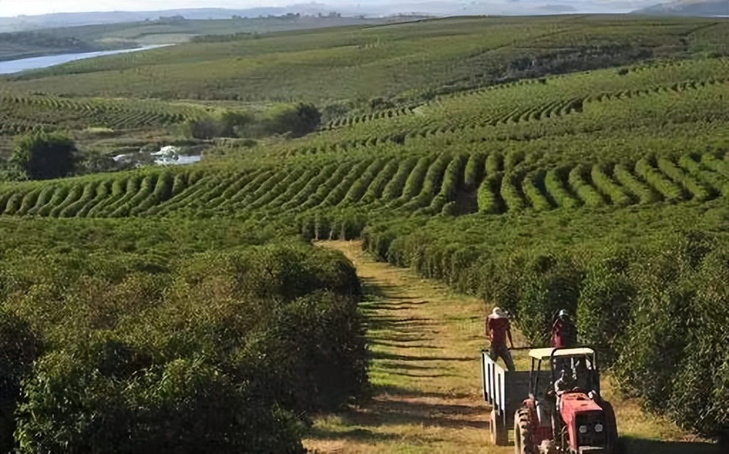 美国能量咖啡价格表,能量咖啡购买