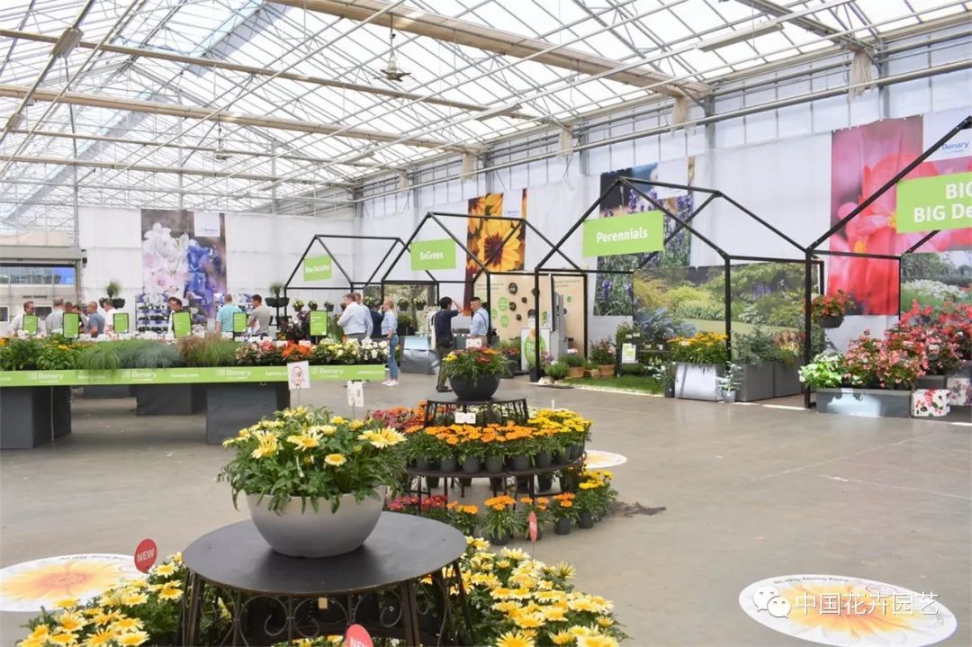 鑺卞崏鍝佺灞曠ず,鏂颁紭鑺卞崏鍝佺灞曠ず