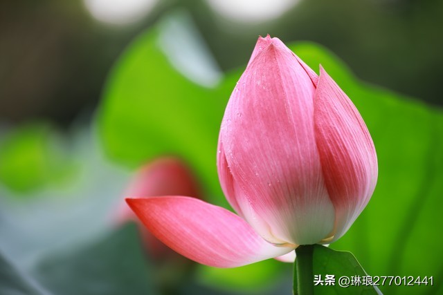 荷花是一种优雅高洁的美,荷花之美在于淡雅