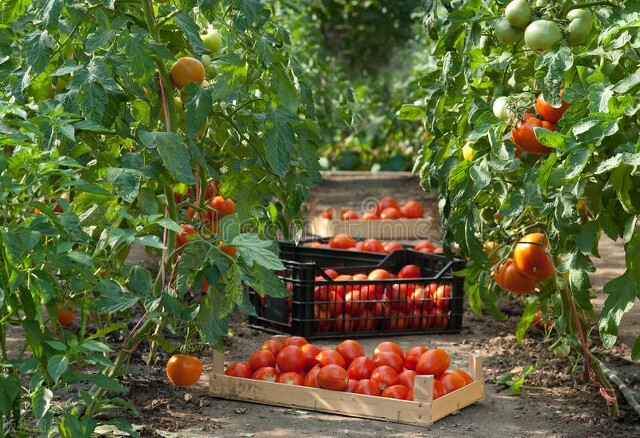 给番茄追肥，别光知道一个劲地用化肥，用这3种农家肥也是挺好的