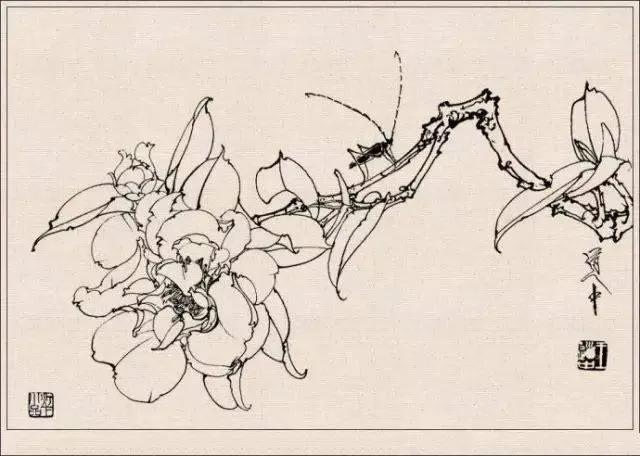 工笔草虫白描王道中,写意花鸟画草虫绘画过程分享