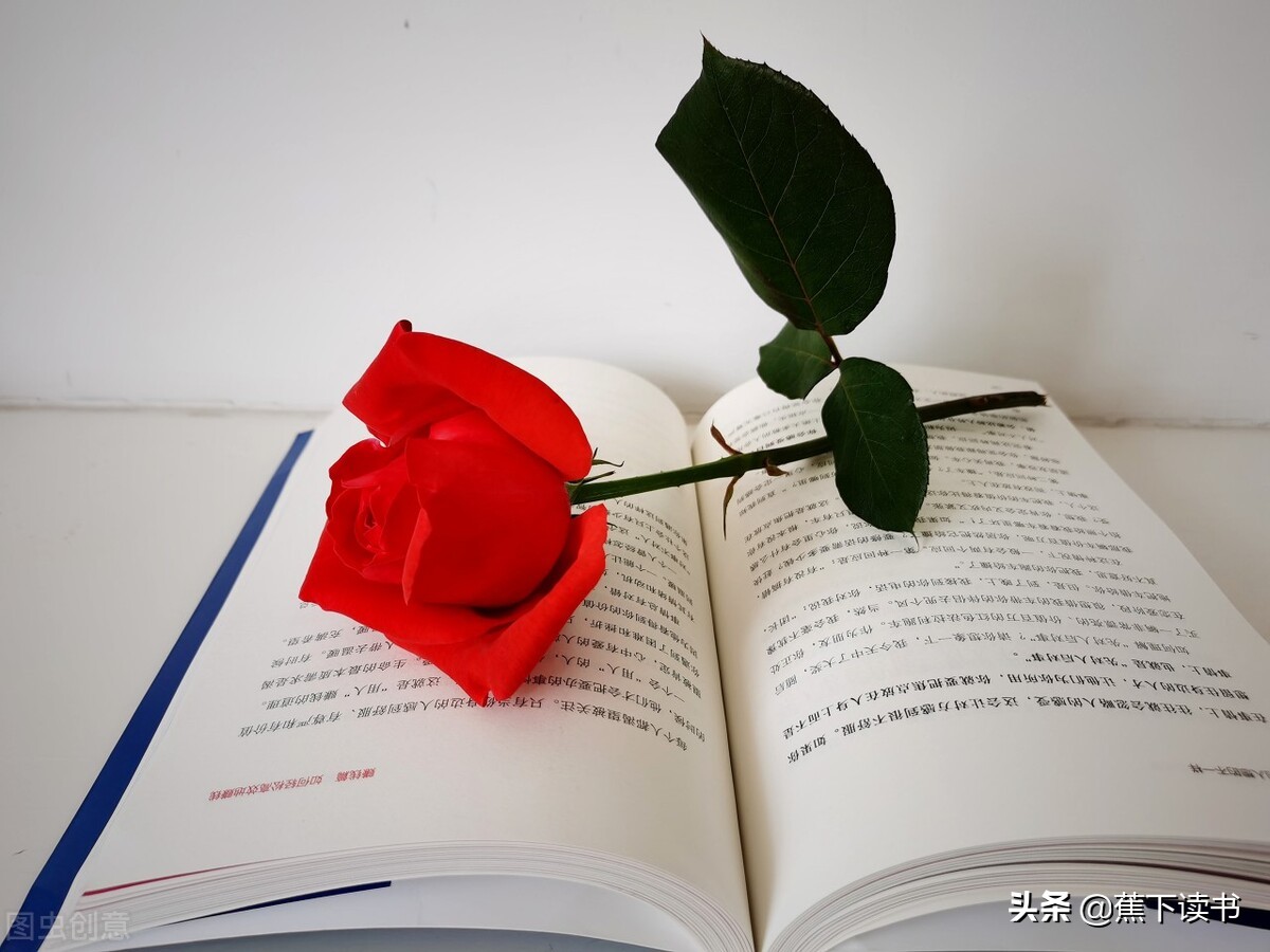 岁月不停往前走歌名,玫瑰花瓣一片一片飘落在眼前