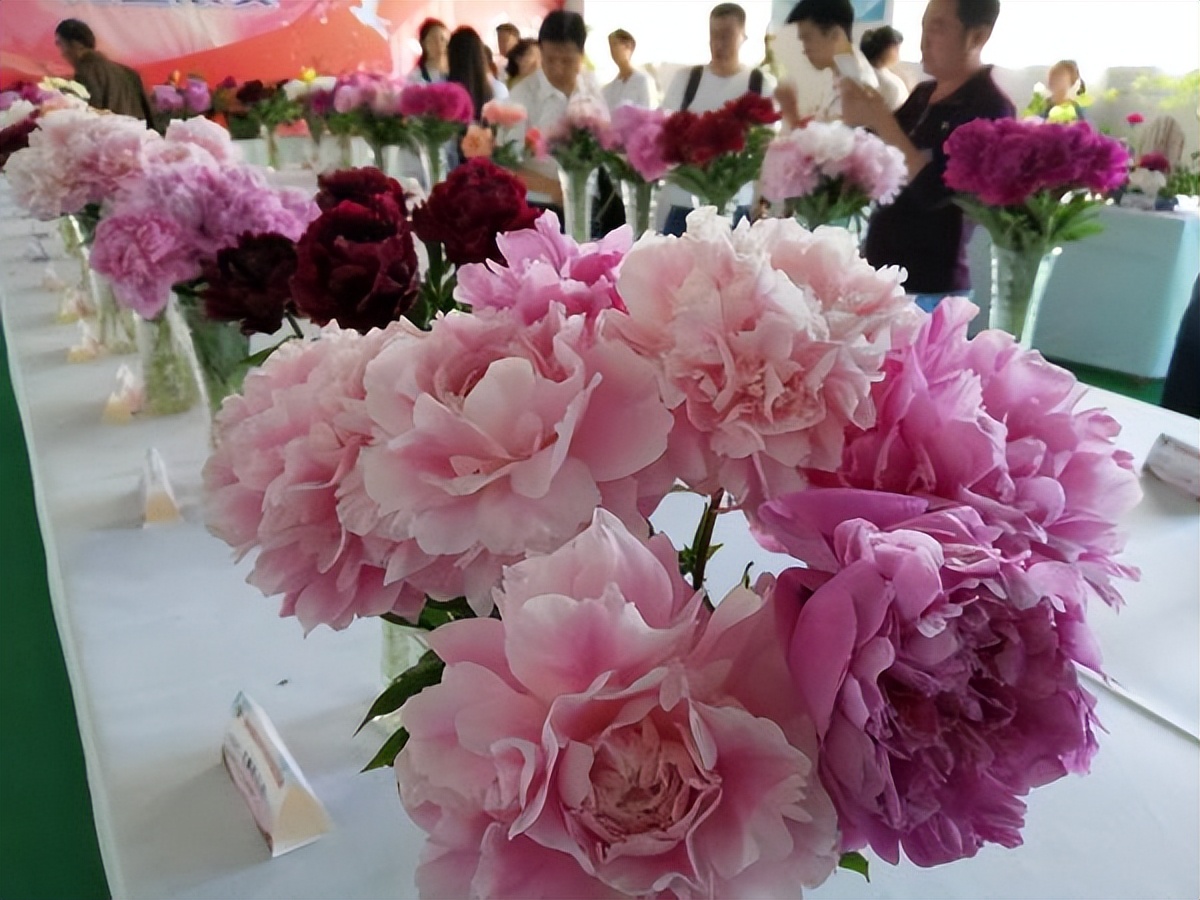 古代的牡丹鲜花如何保鲜