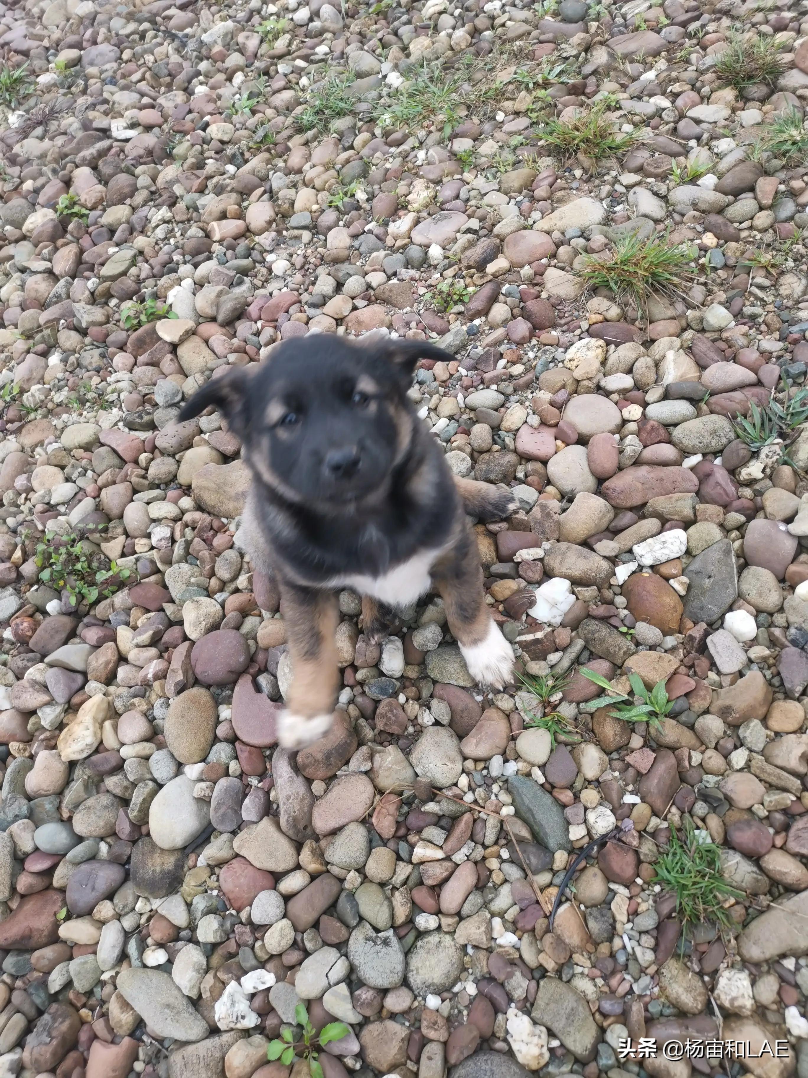 西班牙狗生病怎么办,澳洲宠物生病怎么办