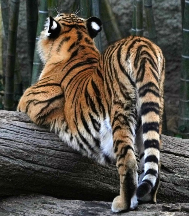 有趣又搞笑的动图,搞笑动图大杂烩