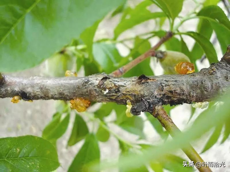 桃流胶病与穿孔病的区别,桃流胶病