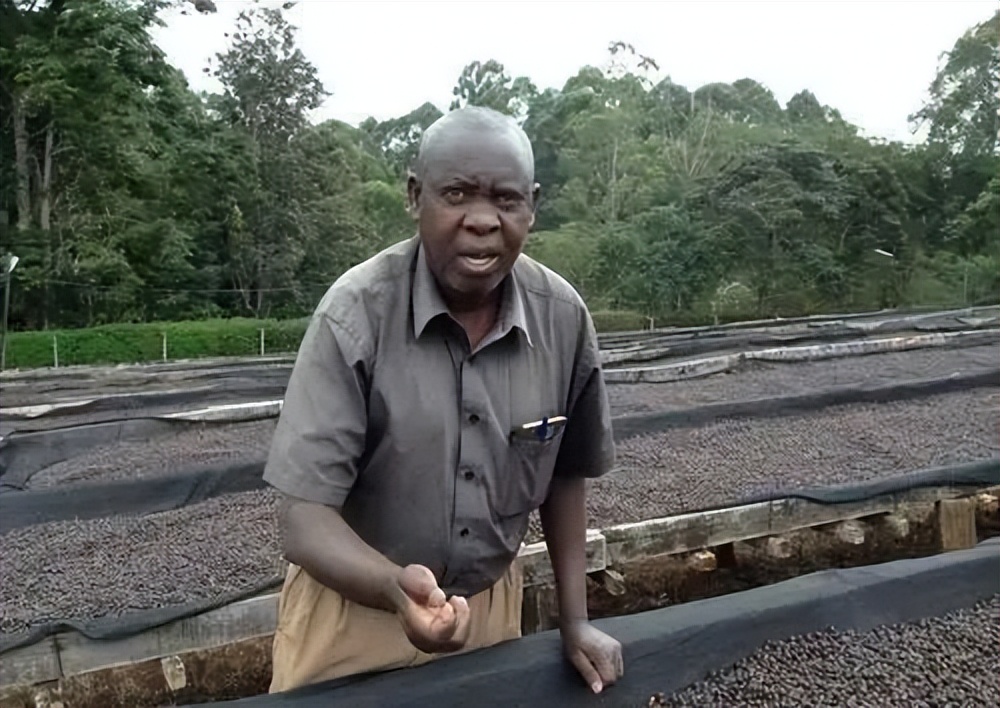 肯尼亚咖啡为什么酸,肯尼亚咖啡aa是什么品种